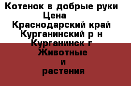 Котенок в добрые руки › Цена ­ 5 - Краснодарский край, Курганинский р-н, Курганинск г. Животные и растения » Кошки   